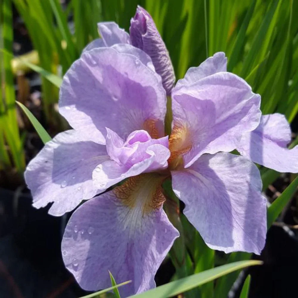 Ирис сибирский Кита-Но-Сейза - 2 изображение
