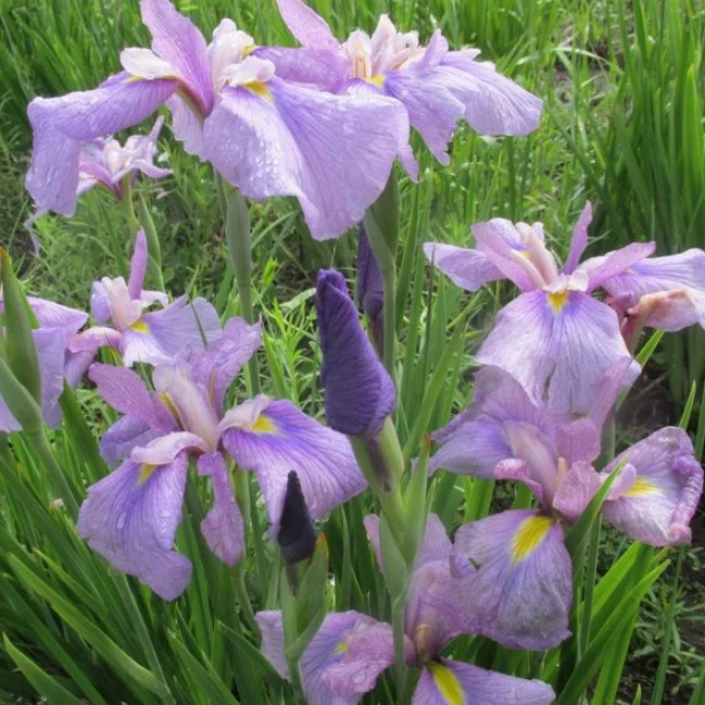 Ирис сибирский Кита-Но-Сейза