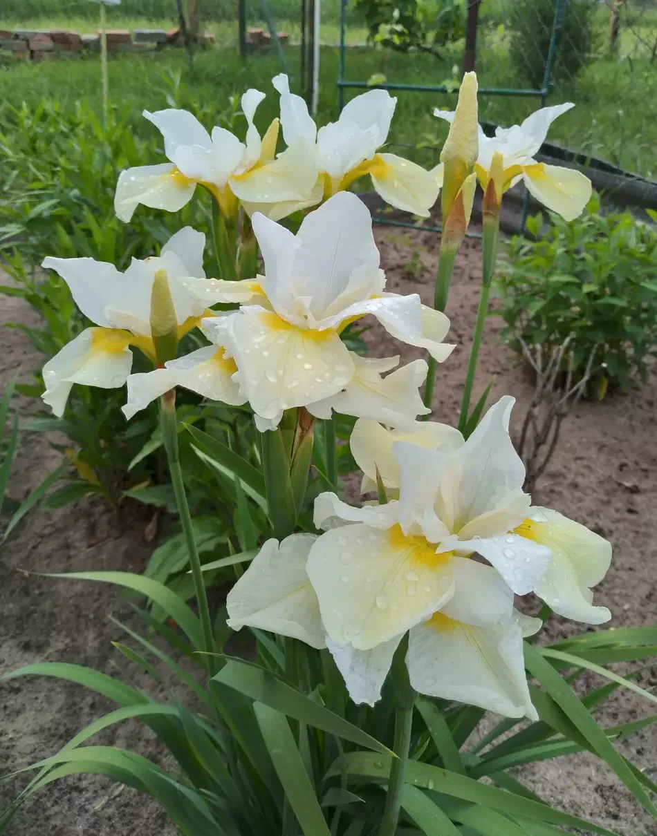 Ирис сибирский Мун Силк - 3 изображение