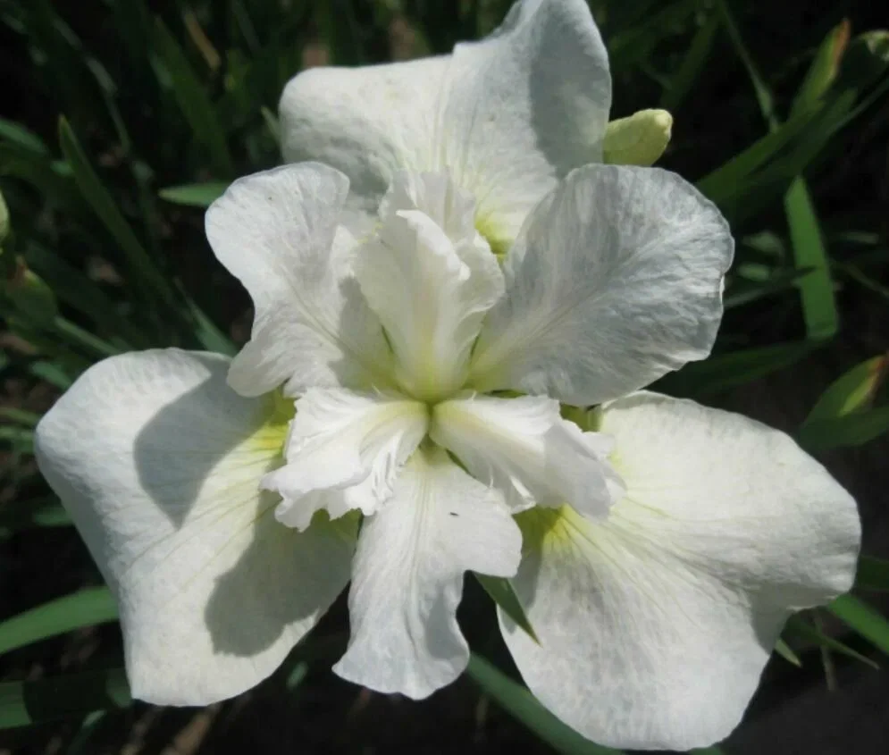 Ирис сибирский Мун Силк