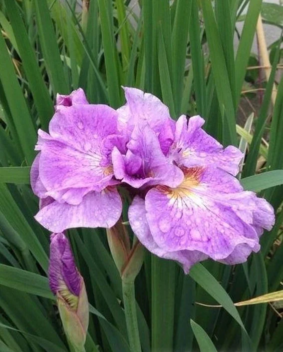 Ирис сибирский Пинк Парфейт - 2 изображение