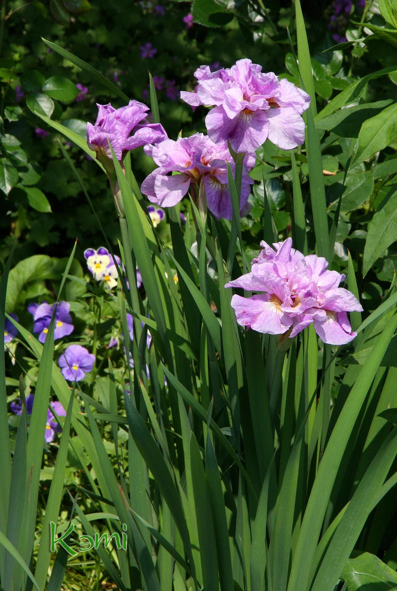 Ирис сибирский Пинк Парфейт