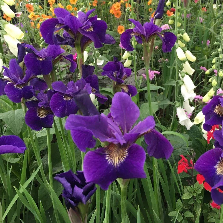 Ирис сибирский Раффлд Плас - 3 изображение