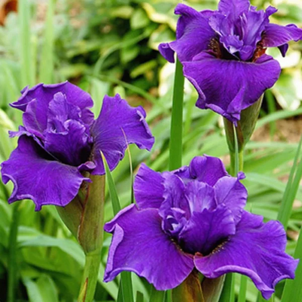 Ирис сибирский Раффлд Плас - 2 изображение