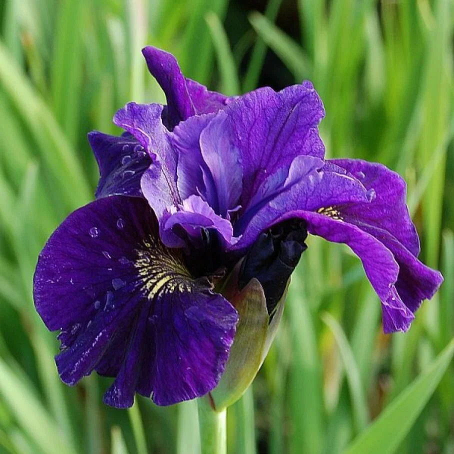 Ирис сибирский Раффлд Плас