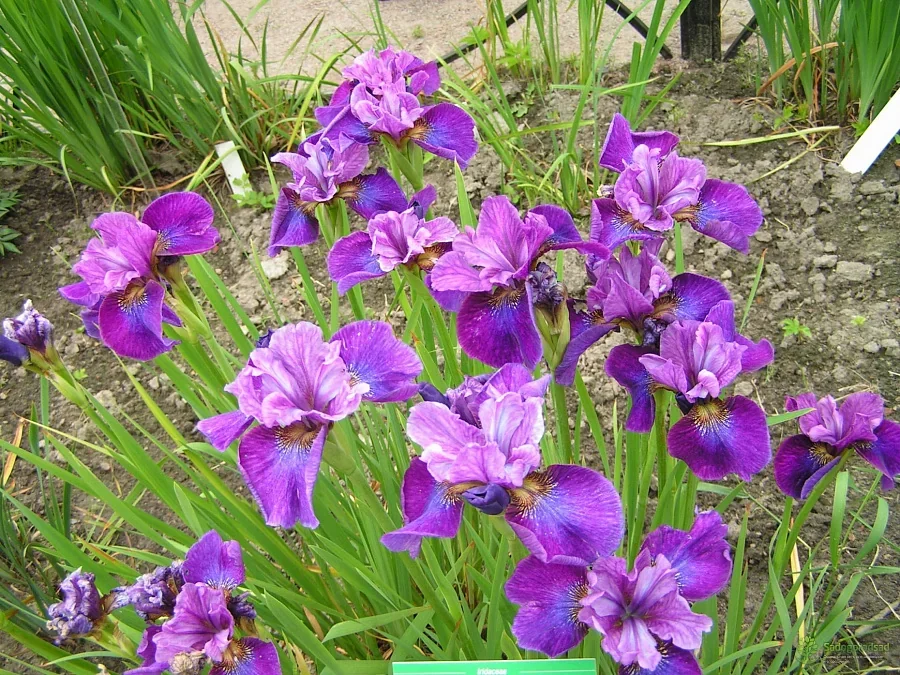 Ирис сибирский Си Я Лейтер - 5 изображение