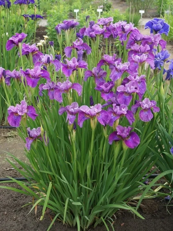 Ирис сибирский Си Я Лейтер - 2 изображение