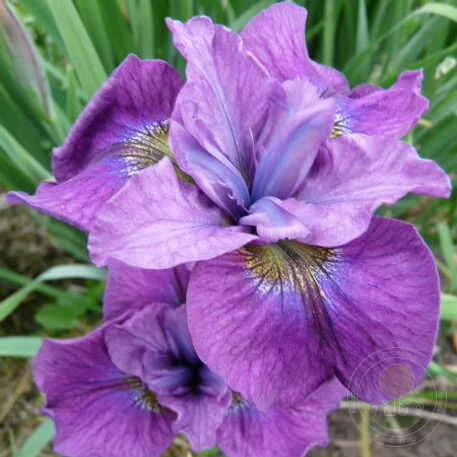 Ирис сибирский Си Я Лейтер