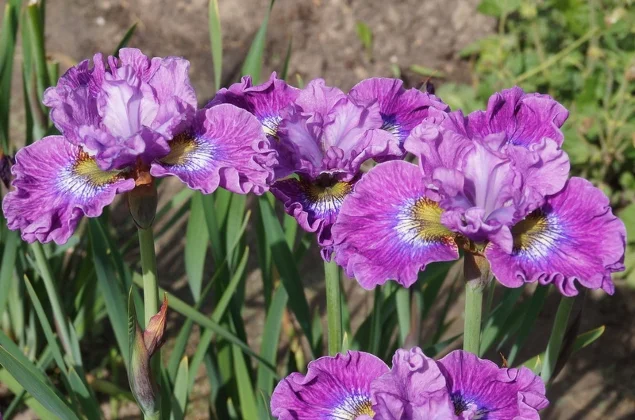 Ирис сибирский Си Я Лейтер - 3 изображение