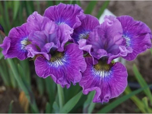Ирис сибирский Си Я Лейтер - 4 изображение