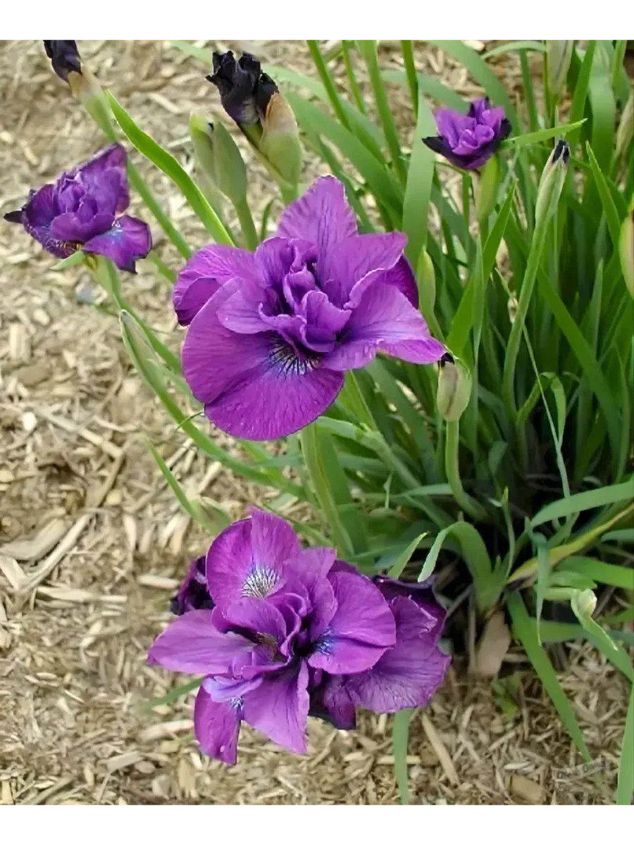 Ирис сибирский Спиндезл - 2 изображение