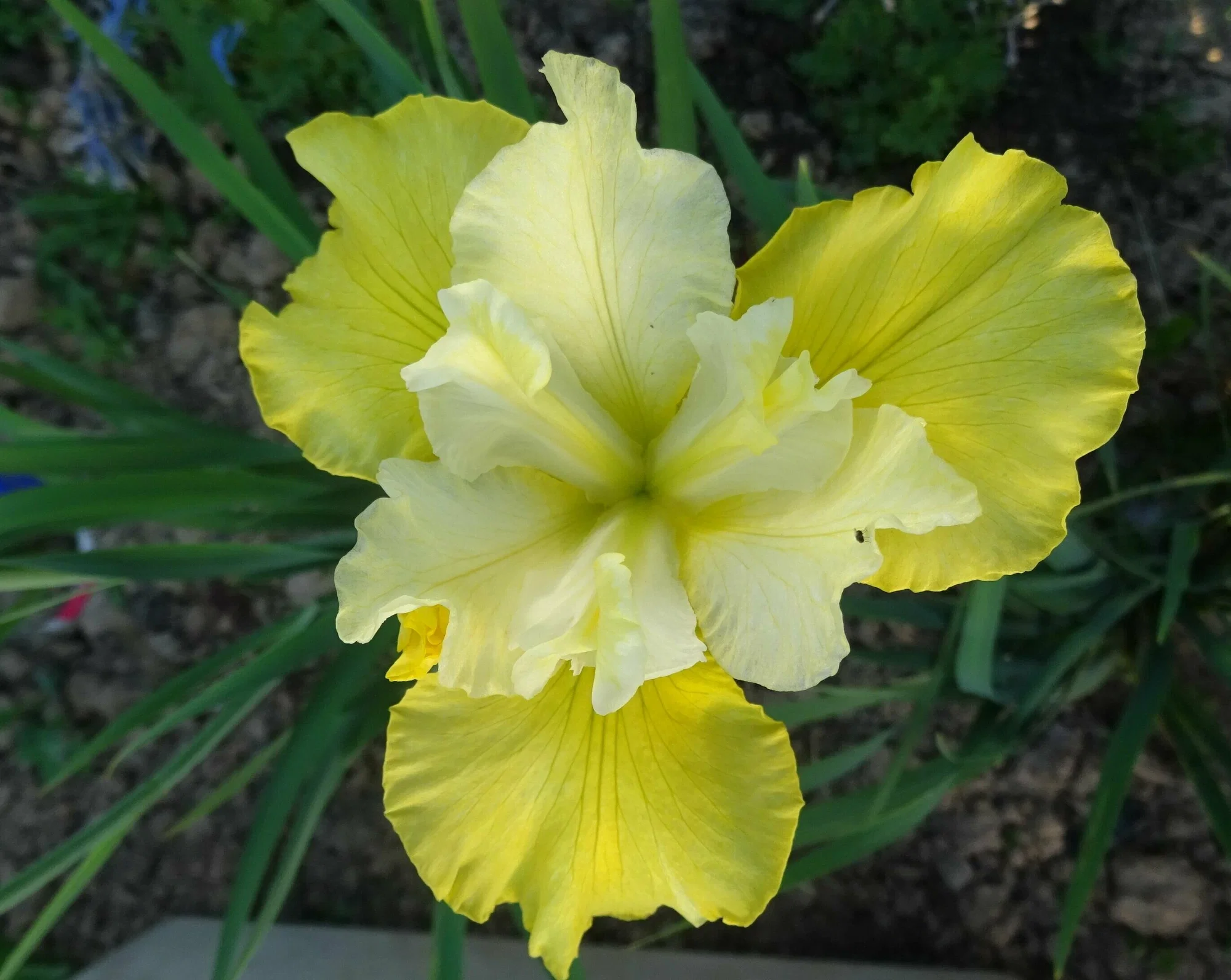 Ирис сибирский САММЕР РЕВЕЛС - 2 изображение