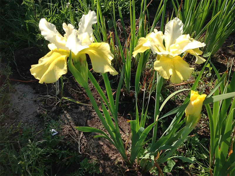 Ирис сибирский САММЕР РЕВЕЛС