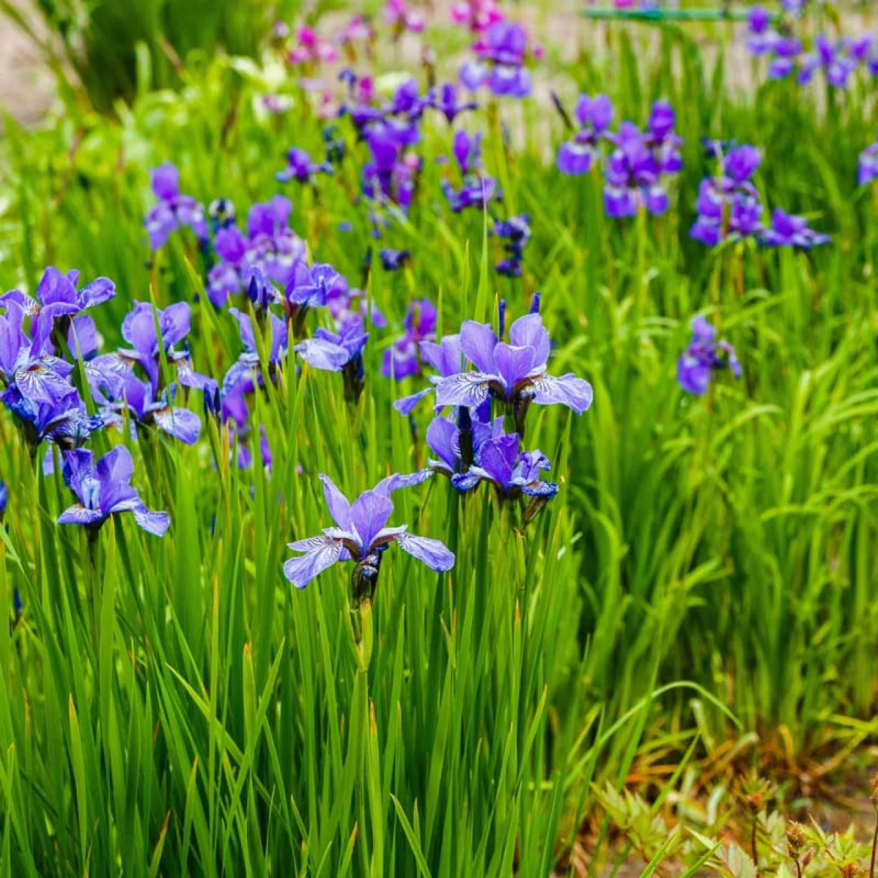 Ирис сибирский Узушио - 2 изображение