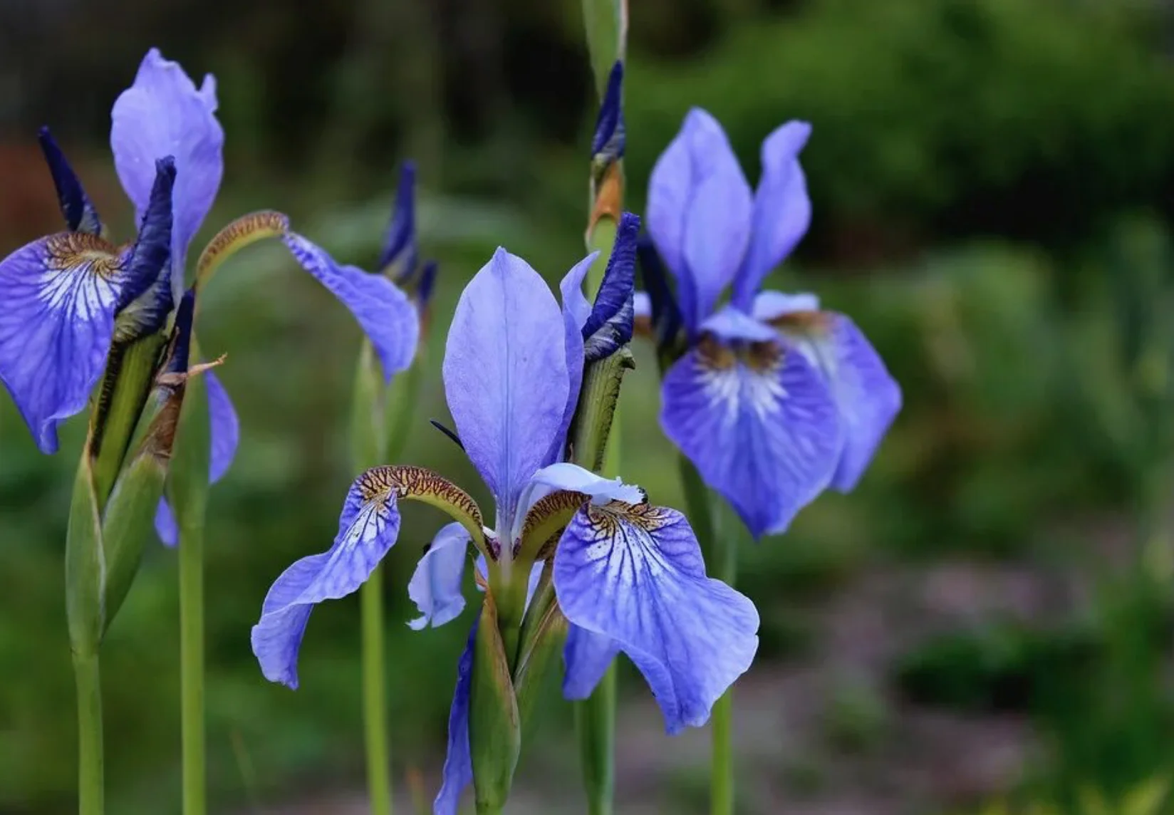 Ирис сибирский Узушио