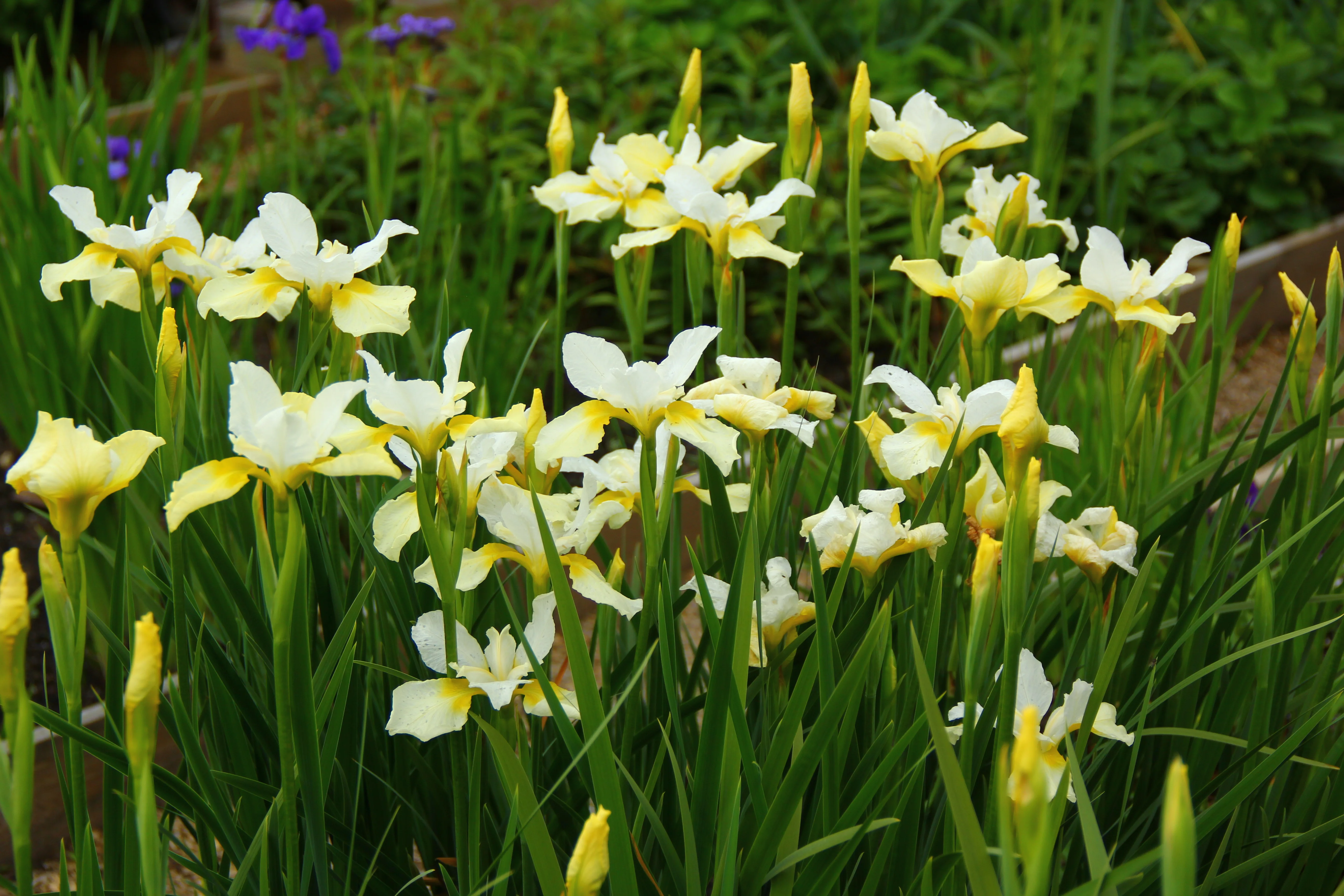 Ирис сибирский Йеллоу Тейл - 3 изображение