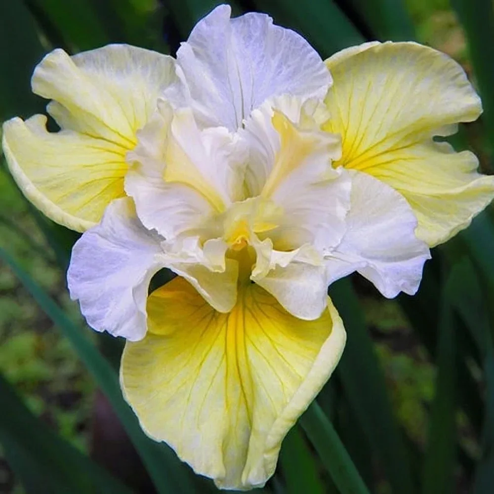 Ирис сибирский Йеллоу Тейл - 2 изображение