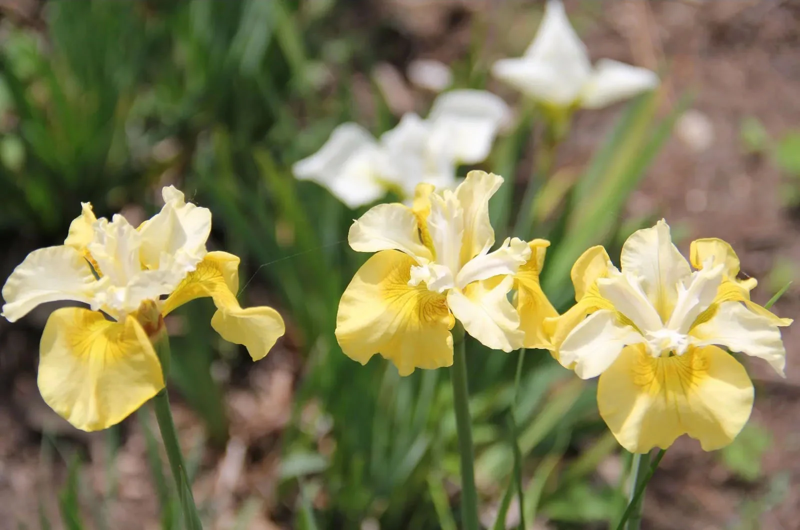Ирис сибирский Йеллоу Тейл