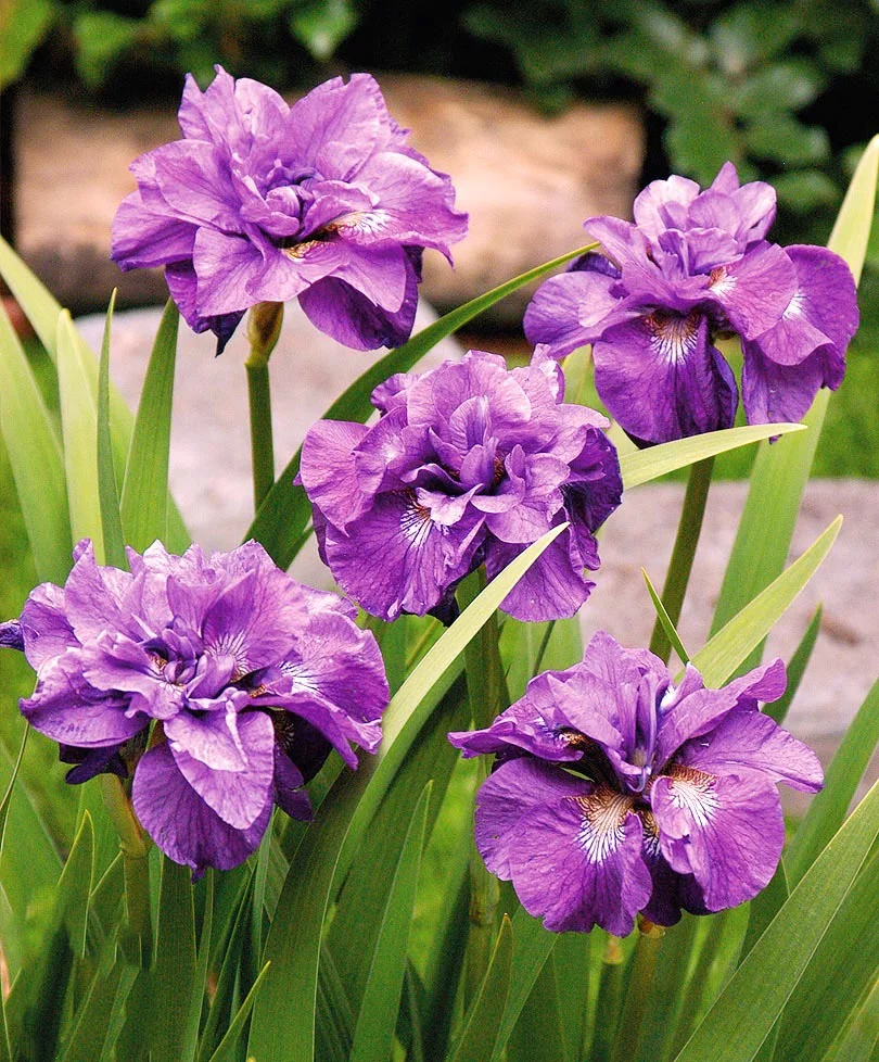 Ирис сибирский "Роузи Бауз" - 3 изображение