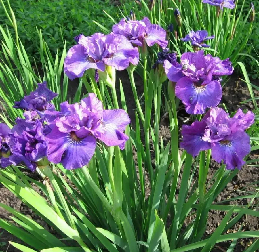 Ирис сибирский "Роузи Бауз" - 2 изображение