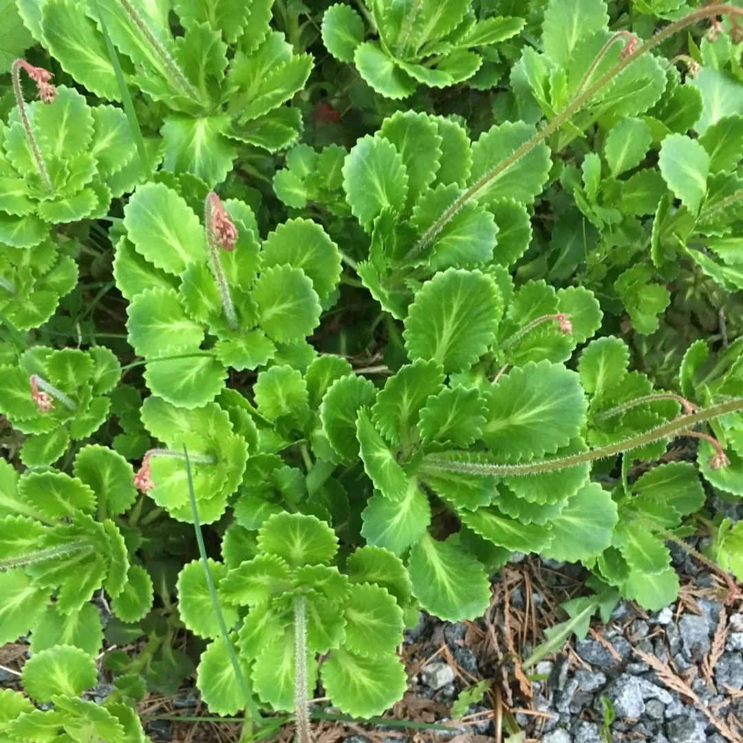 Камнеломка теневая - 3 изображение