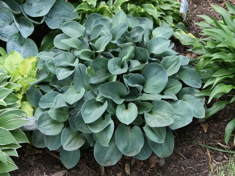 Хоста гибридная "Блю Маус Иэрс" 