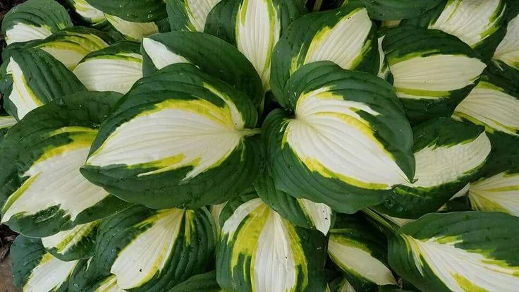 Хоста гибридная "Колор Фестиваль" - 2 изображение