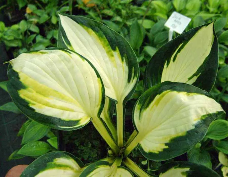 Хоста гибридная "Колор Фестиваль"