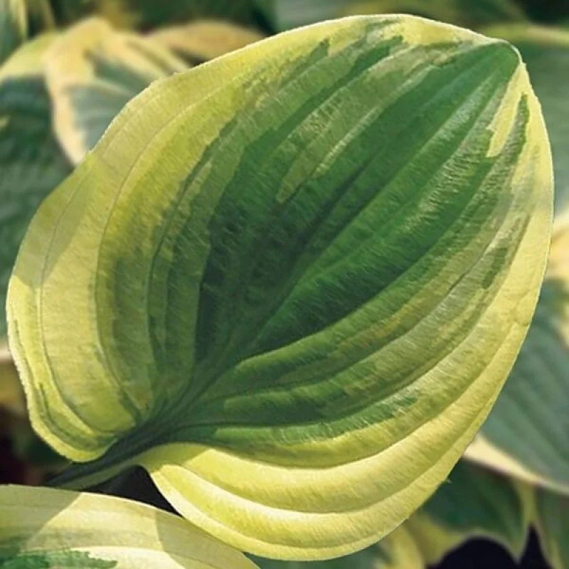 Хоста гибридная "Остин Дикинсон" - 2 изображение