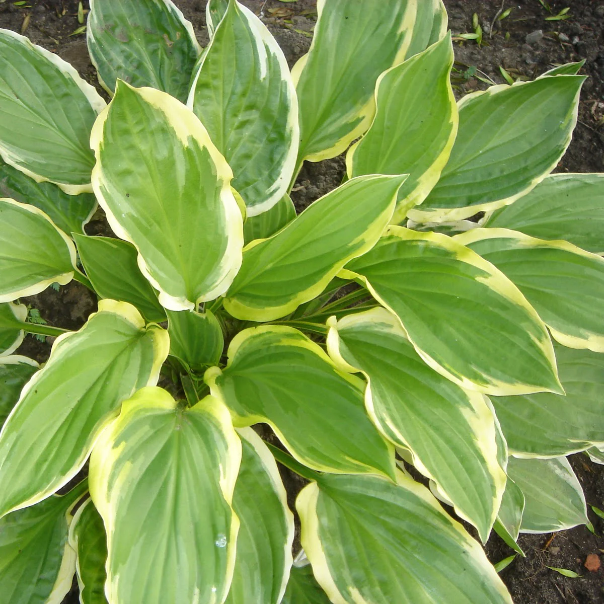 Хоста гибридная "Соу Свит" - 2 изображение