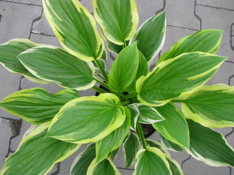 Хоста гибридная "Соу Свит"