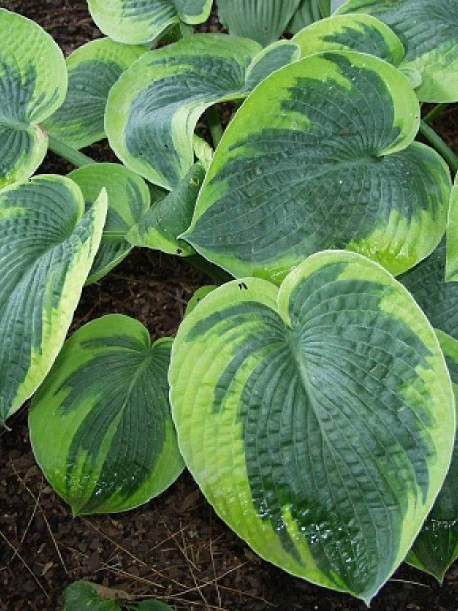 Хоста Токудама "Флавоцирциналис"