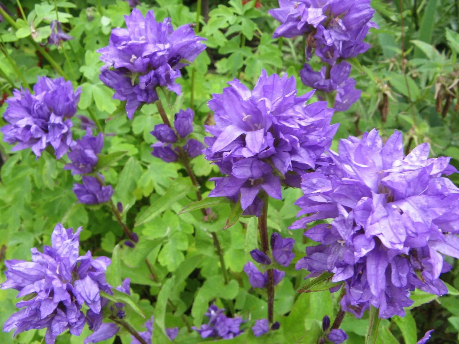 Колокольчик скученный (синий) - 2 изображение