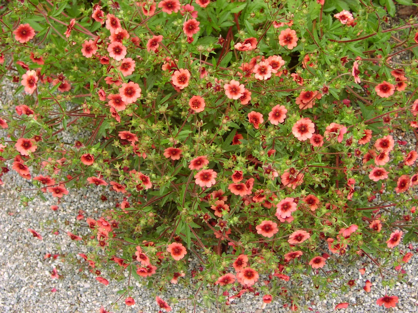 Лапчатка непальская "Мисс Вильмат" - 2 изображение