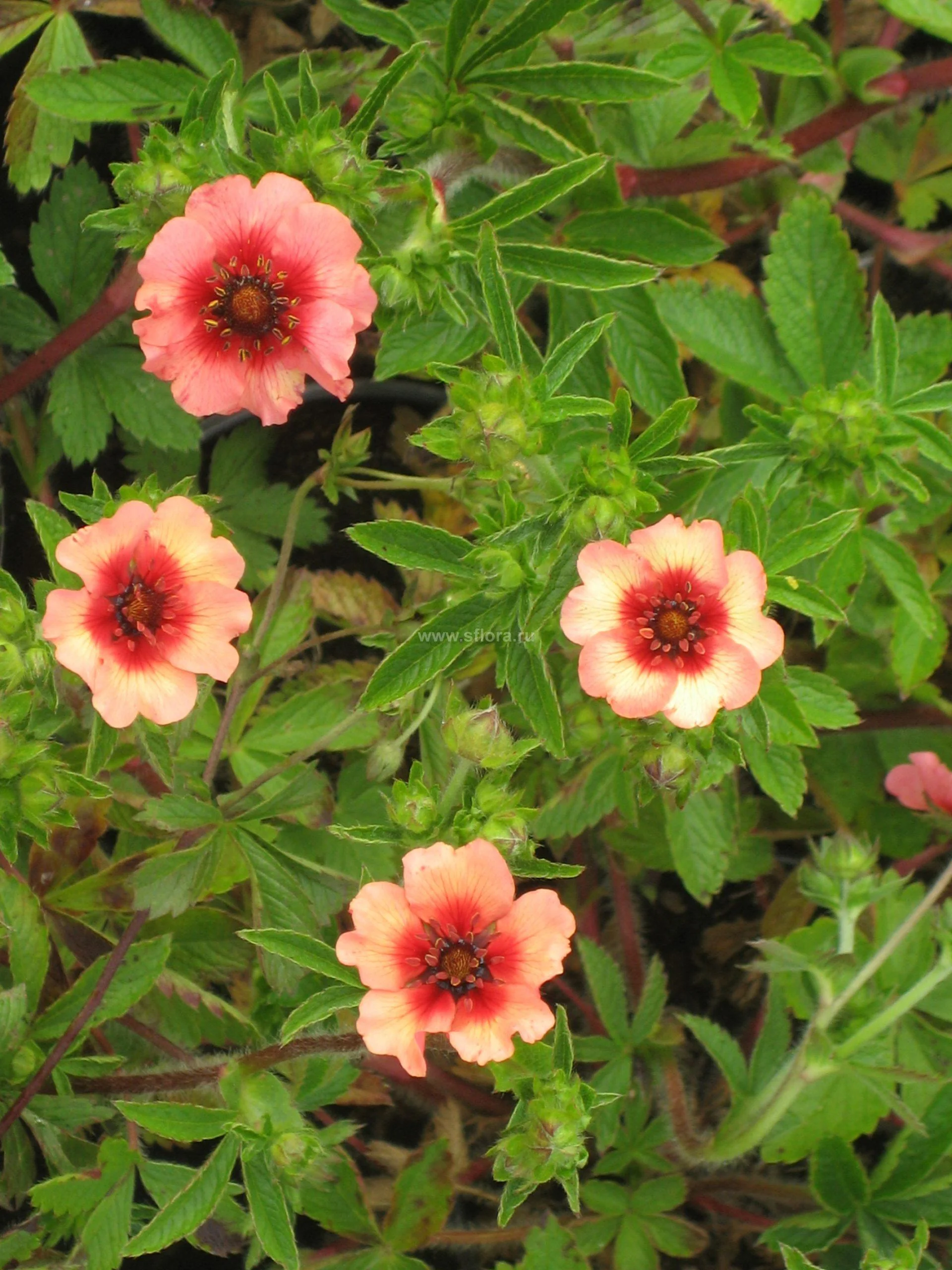 Лапчатка непальская "Мисс Вильмат"