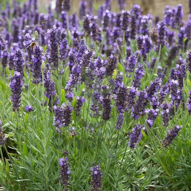 Лаванда узколистная "Блу Спир"