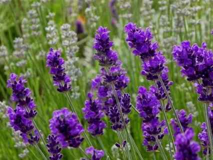 Лаванда узколистная "Блу Сцент Эрли" - 2 изображение