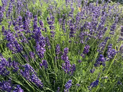 Лаванда узколистная "Блу Сцент Эрли"