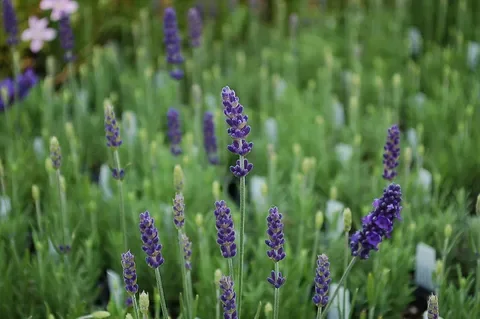 Лаванда узколистная "Блу Тор" - 2 изображение