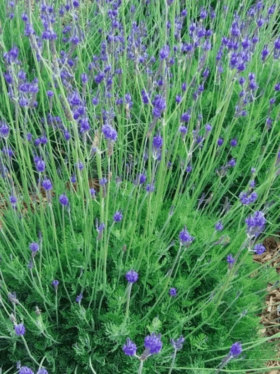 Лаванда узколистная "Спэниш Айс"