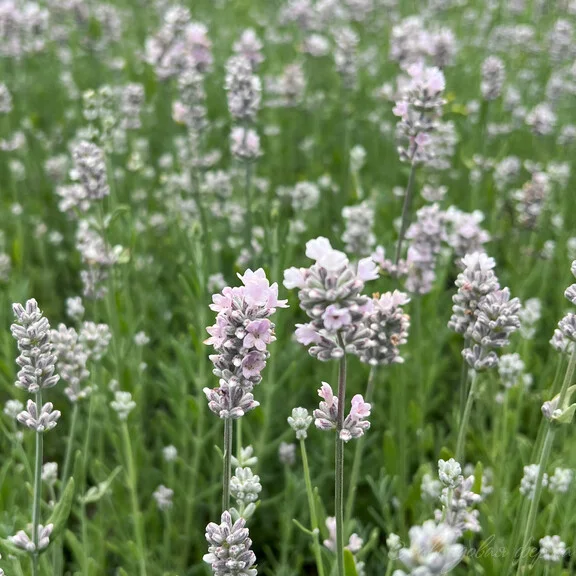 Лаванда узколистная "Вайт Сцент Эрли" - 2 изображение