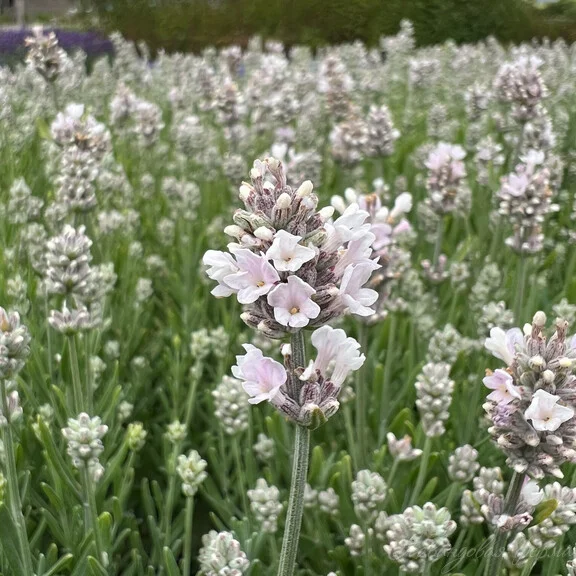 Лаванда узколистная "Вайт Сцент Компакт" - 2 изображение