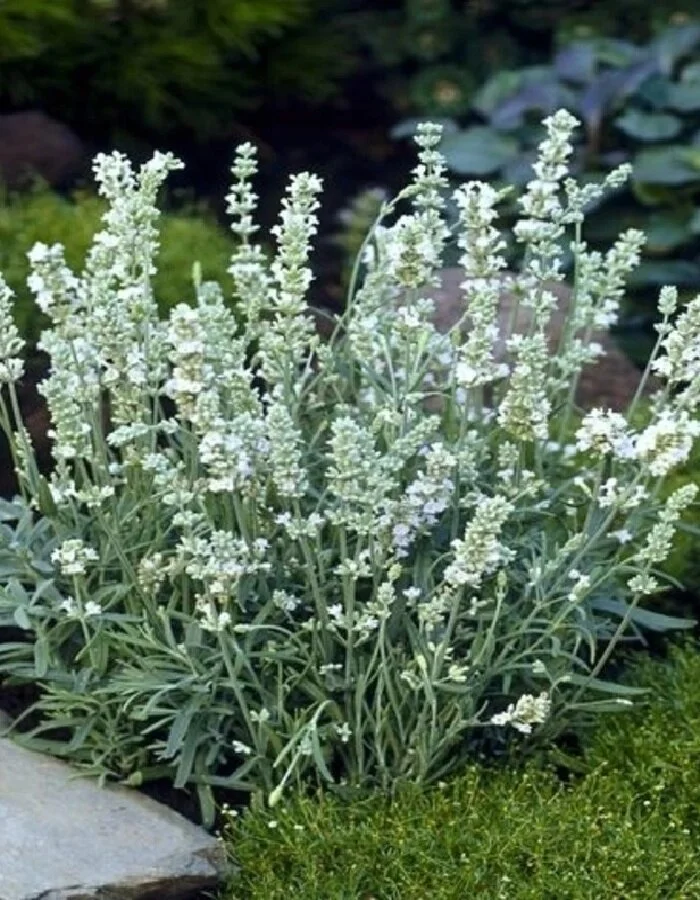 Лаванда узколистная "Вайт Сцент Компакт"