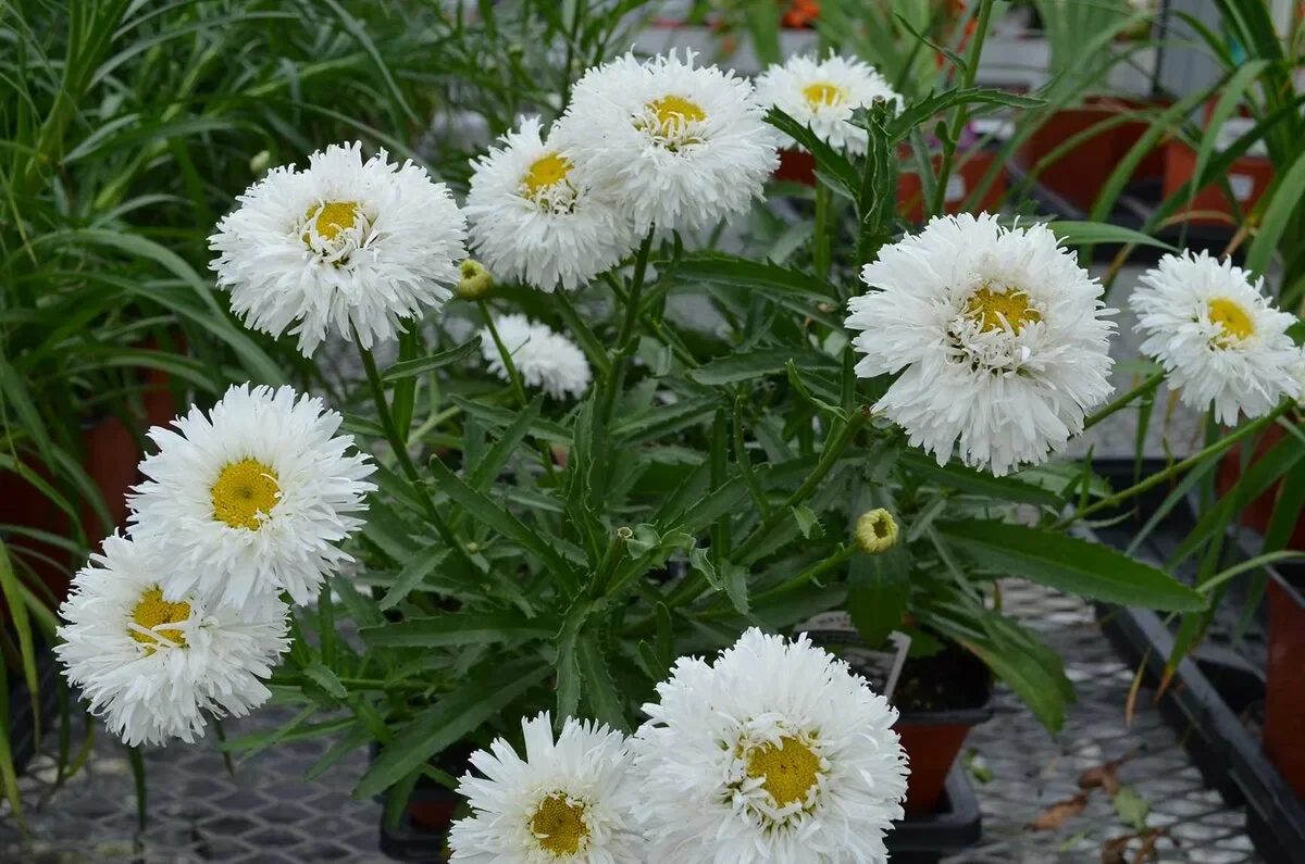 Нивяник наибольший "Крейзи Дейзи" - 3 изображение