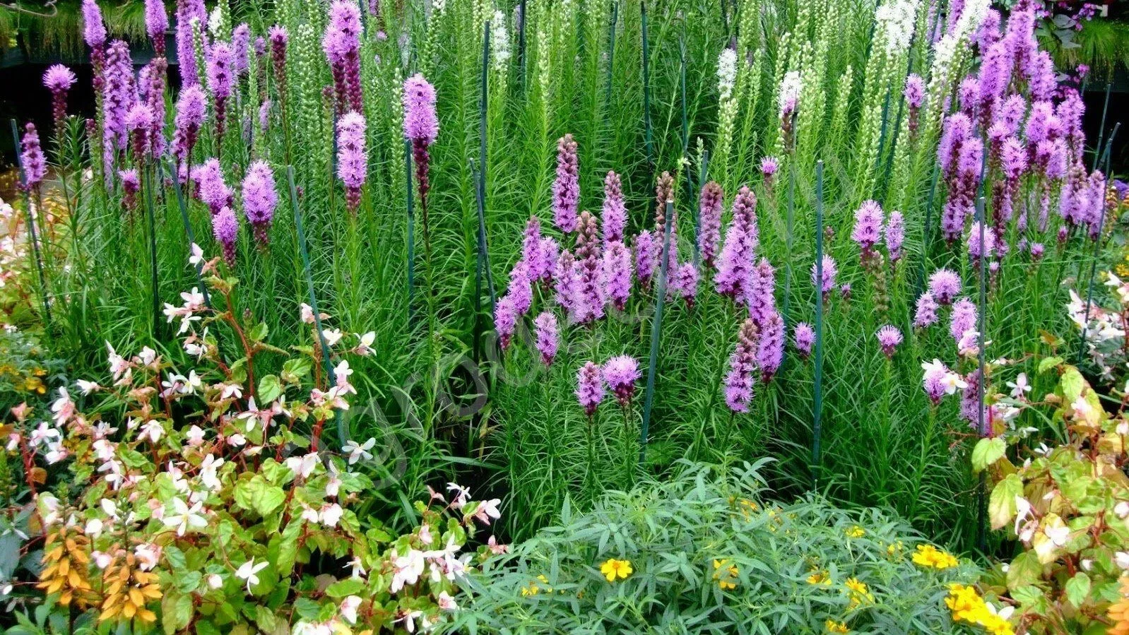 Лиатрис колосковый "Чарли" - 3 изображение