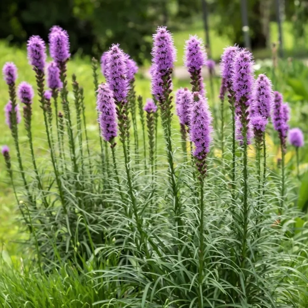 Лиатрис колосковый "Чарли"