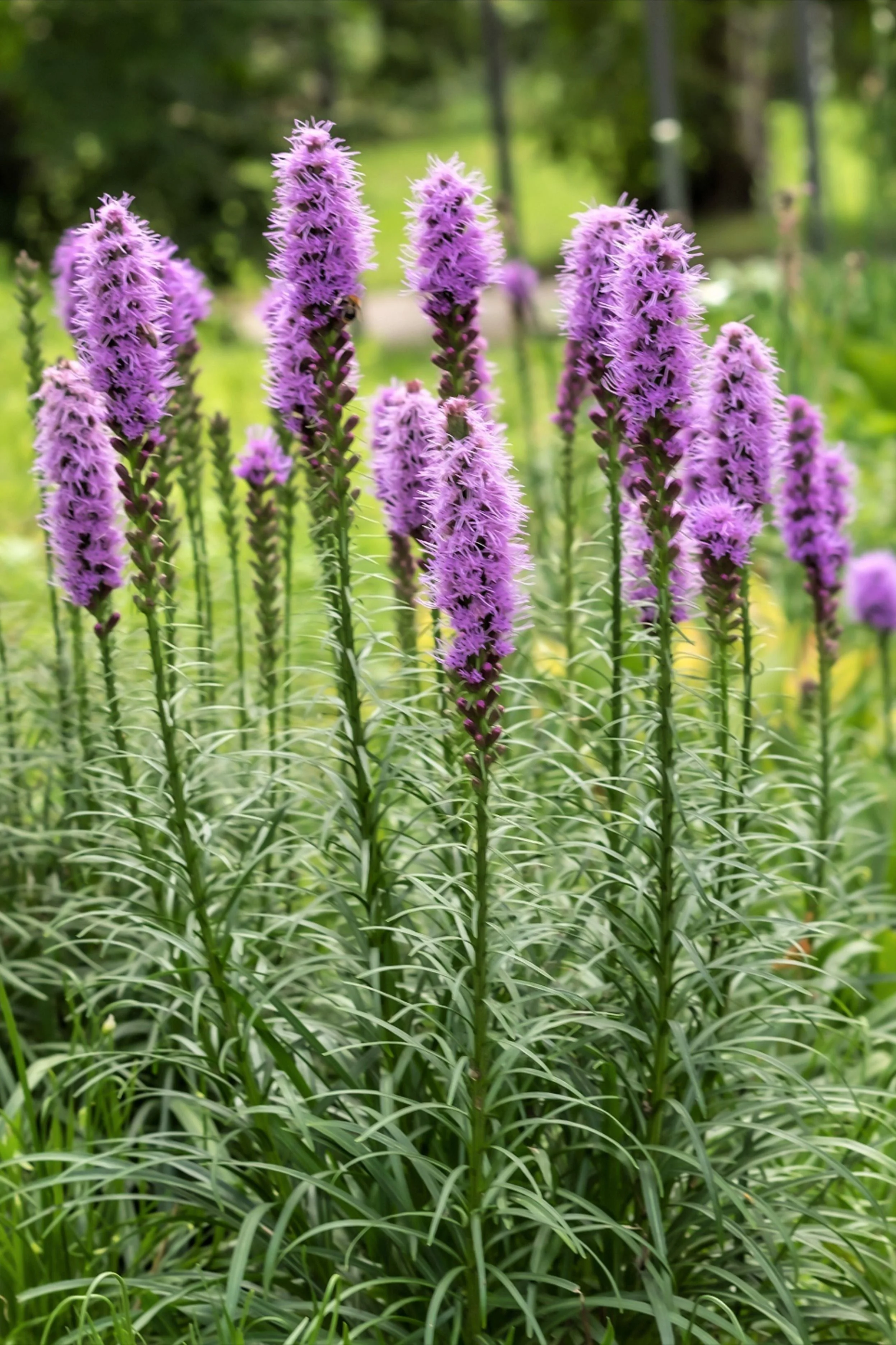 Лиатрис колосковый - 2 изображение