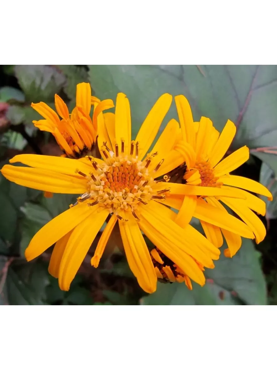 Бузульник зубчатый Отелло - 3 изображение