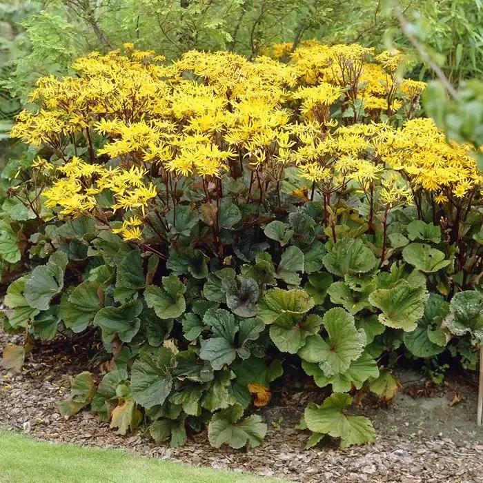 Бузульник зубчатый Отелло - 2 изображение