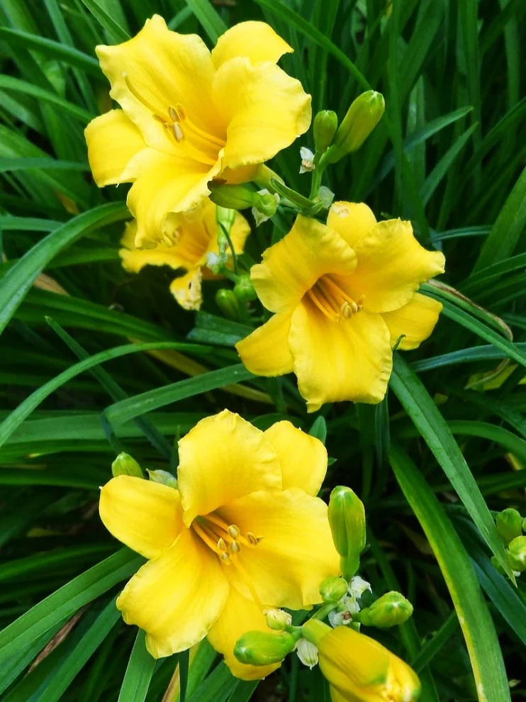 Лилейник гибридный "Стелла д'Оро" - 2 изображение